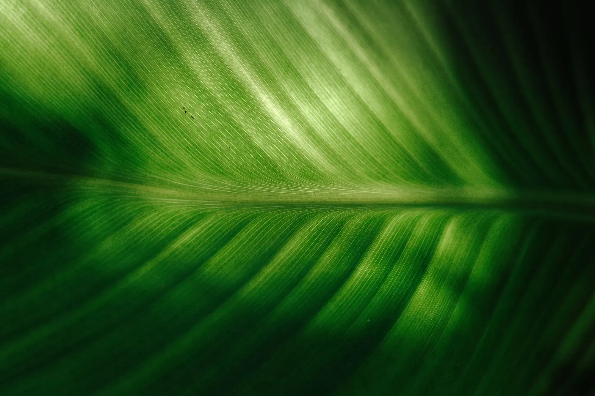 Green Coding per uno sviluppo tecnologico sostenibile